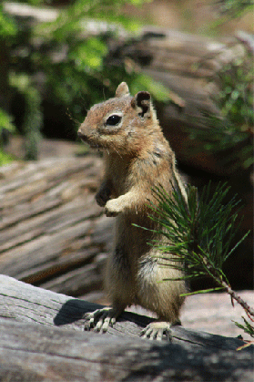 chipmunk-animals-free-animated-gifs-gameznet 05.gif